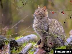 Лясны кот