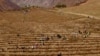 A cover image for a video about tree planting in the mountains of Kyrgyzstan.